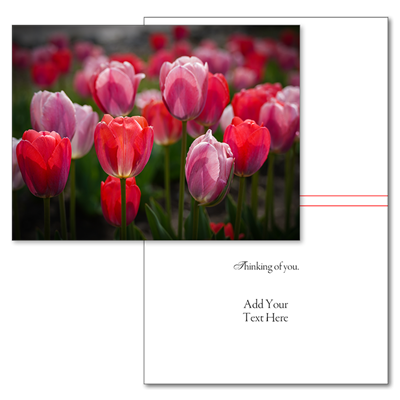 Tulips (Type Only)