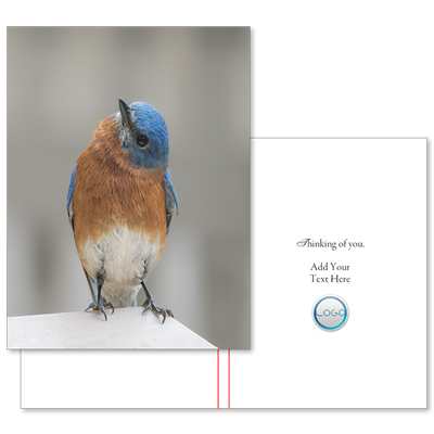 Contemplation (with Logo/Photo)