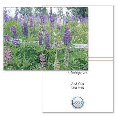 Fenced Lupines (with Logo/Photo)
